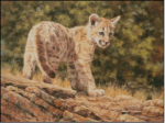 (image for) Blue Eyes Cougar Cub
